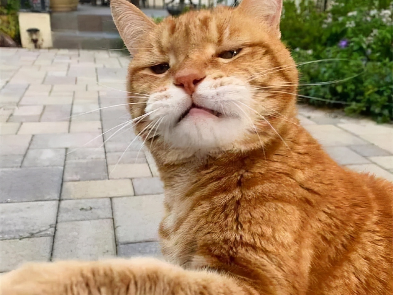 猫咪被蜜蜂蛰搞笑,猫咪嘴巴被蜜蜂蛰了怎么处理