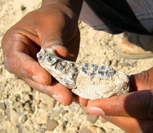 人类发源地认定,科学家确定人类的发源地