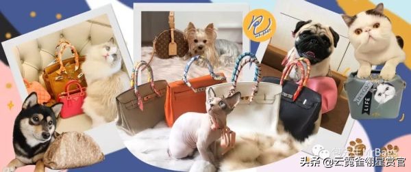 好看又大的宠物包,超好看的宠物包