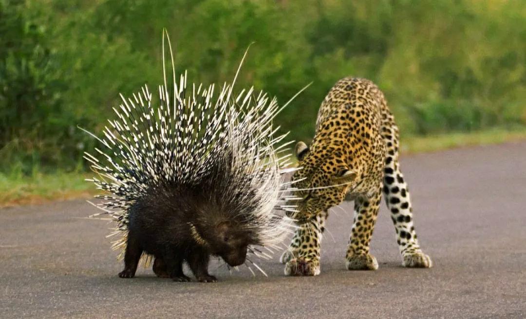 蛇吞食豪猪内脏,蛇会不会吞下刺猬