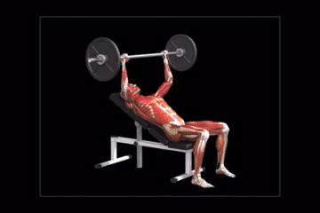 撸铁教程初级练胸,纯新手小白如何练胸