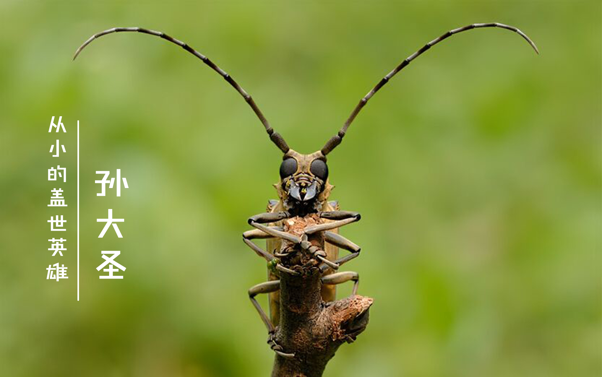 农村这一昆虫，乃两亿年前的“活化石”，儿时盖世英雄“孙大圣”