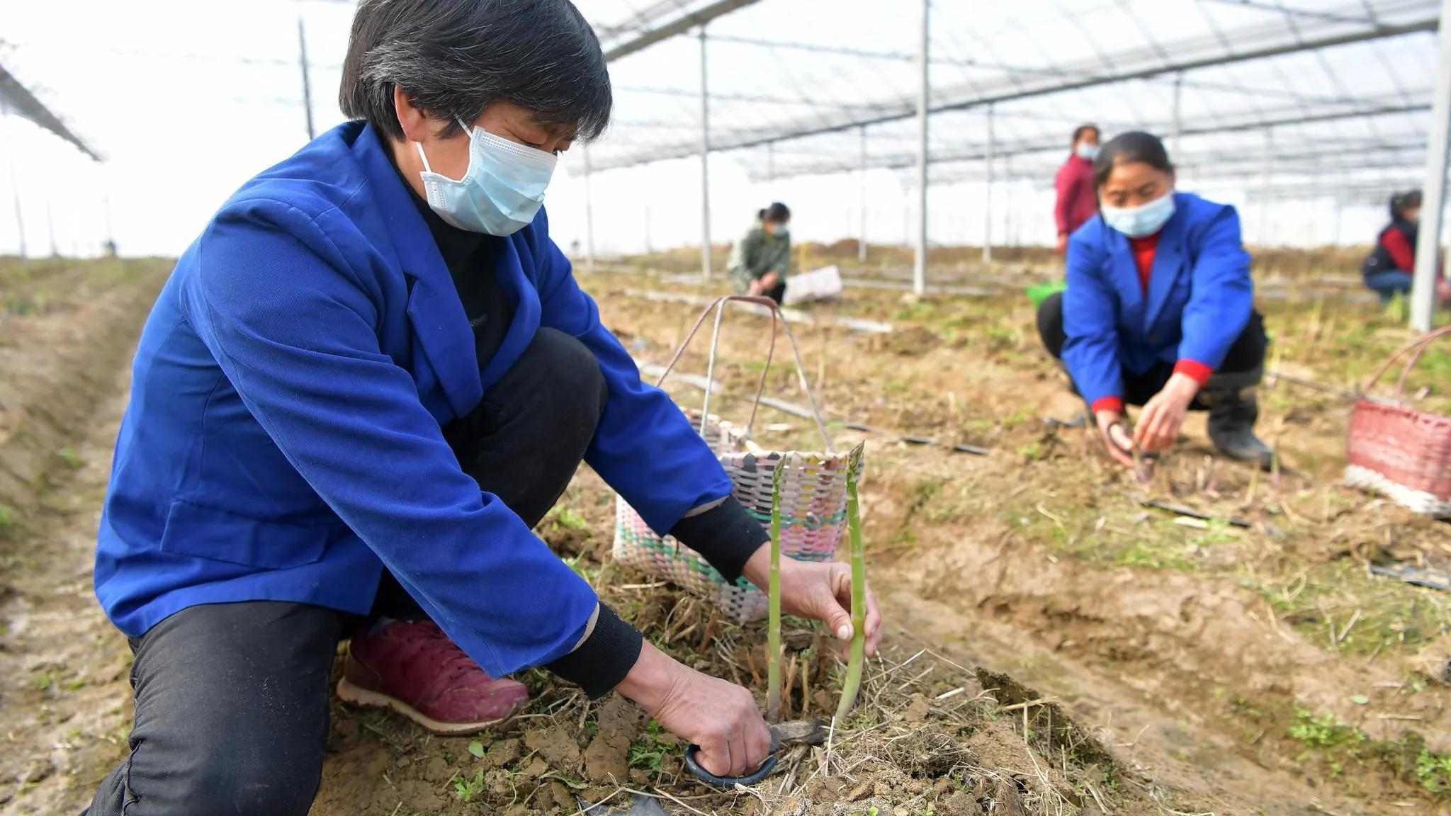 白色总比绿色贵,其实都是智商税,以后别被骗了,网友:都是炒作