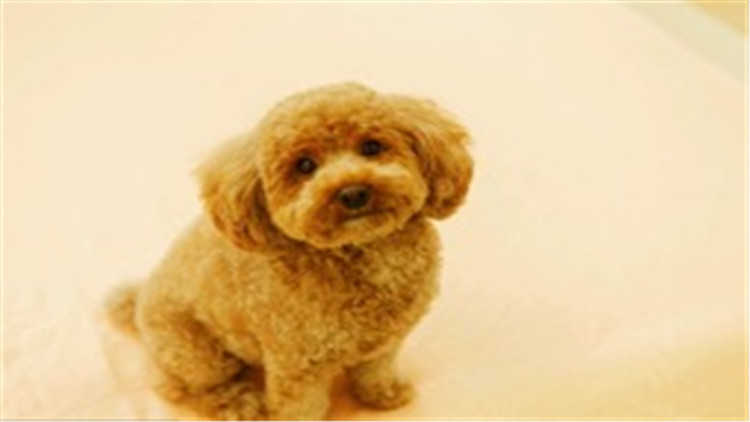 怎么养贵宾犬的方法大全,贵宾犬怎么养最好