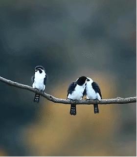 搞笑gif目光全在腿上了,爆笑gif动图我们一起出去霸气一点