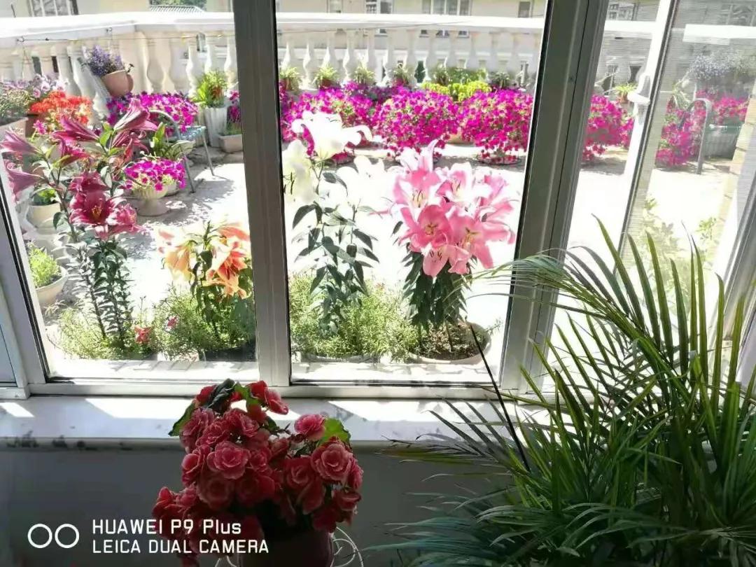 北方一年四季都开花的花园,东北花园四季开花植物