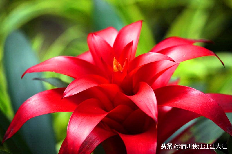 鸿运当头植物栽培,鸿运当头植物果实是什么