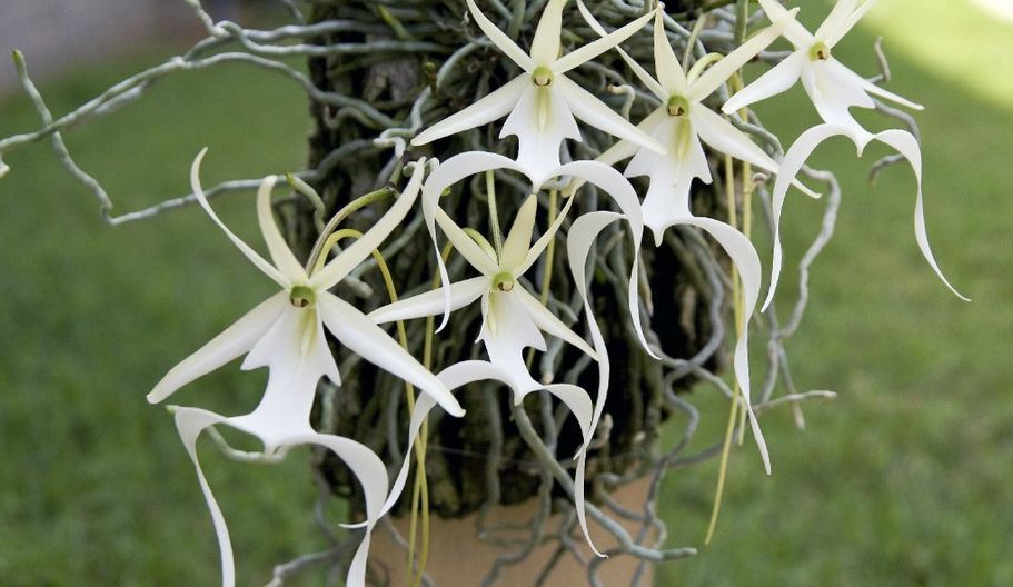 不长叶子的鬼兰价值多少钱,最贵的兰花鬼兰图片