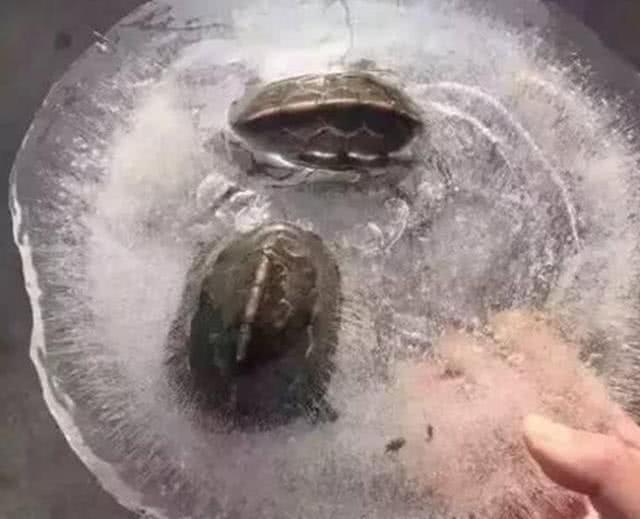 往东北邮寄快递会冻住吗 (冰冻的食物如何寄快递)