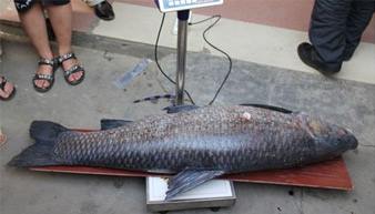 现在草鱼批发多少钱一斤,草鱼现批发价格