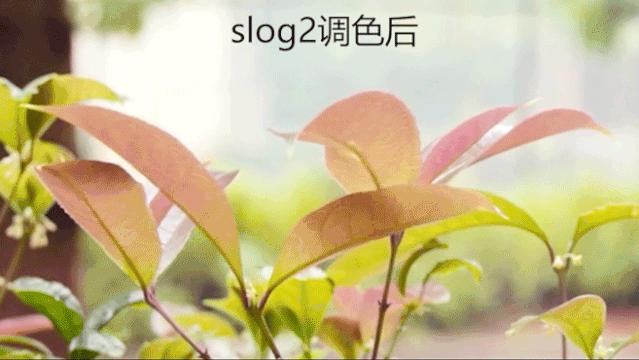 新手入门拍摄的视频,新手入门拍视频要买什么