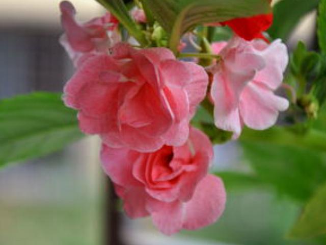 小时候家里很穷买不起橡皮糖,用老家常用的物品做指甲油