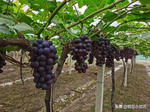 适合阳台种植的爬藤植物都有哪些,家庭阳台种什么爬藤植物比较好