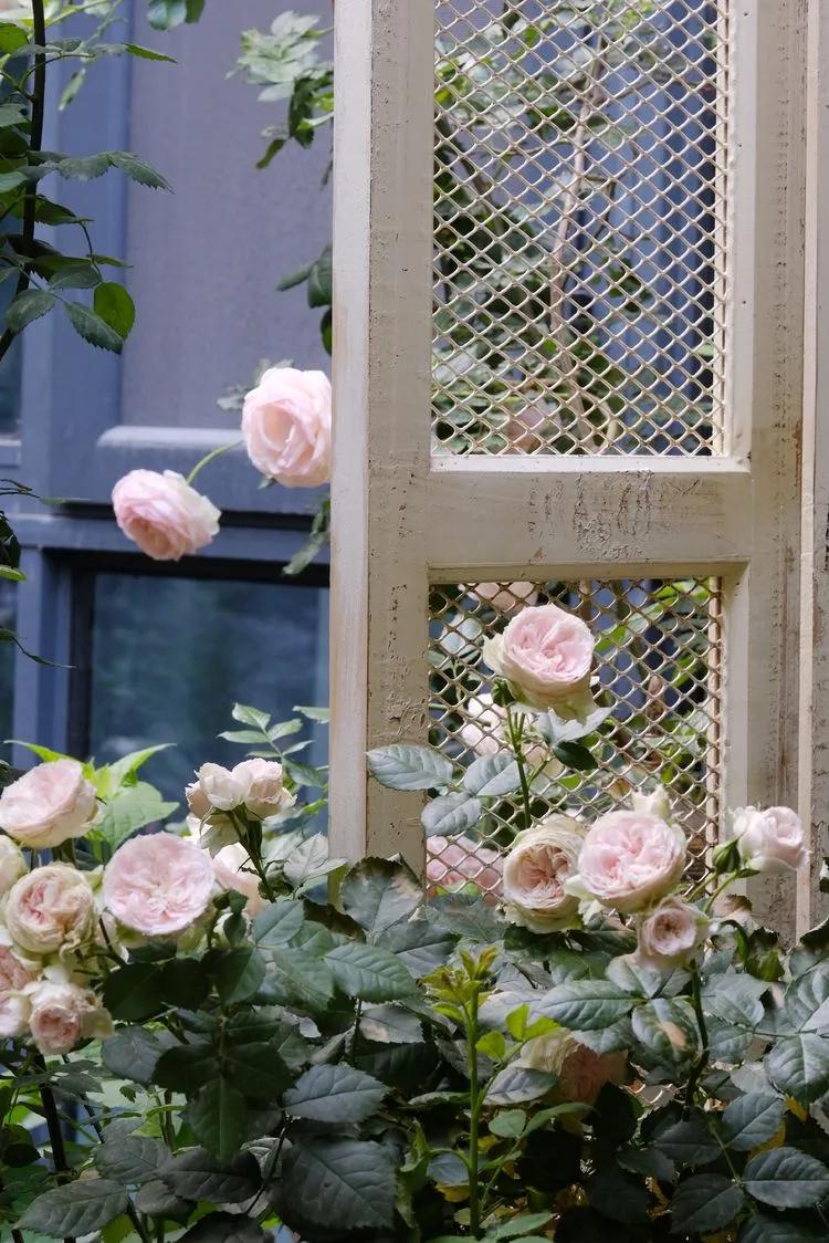 三年前买了套绿地110平三房130万,三年前耗资百万打造小院出售