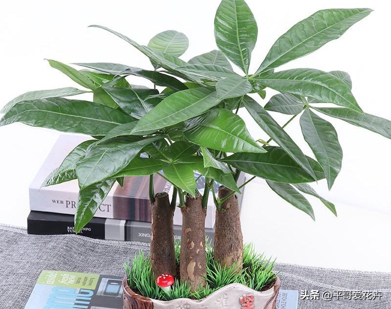 发财树绿萝如何救活,发财树绿萝怎么养才能更旺盛