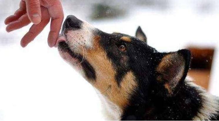 狗狗为什么爱舔人脖子,狗狗为什么爱舔你的手