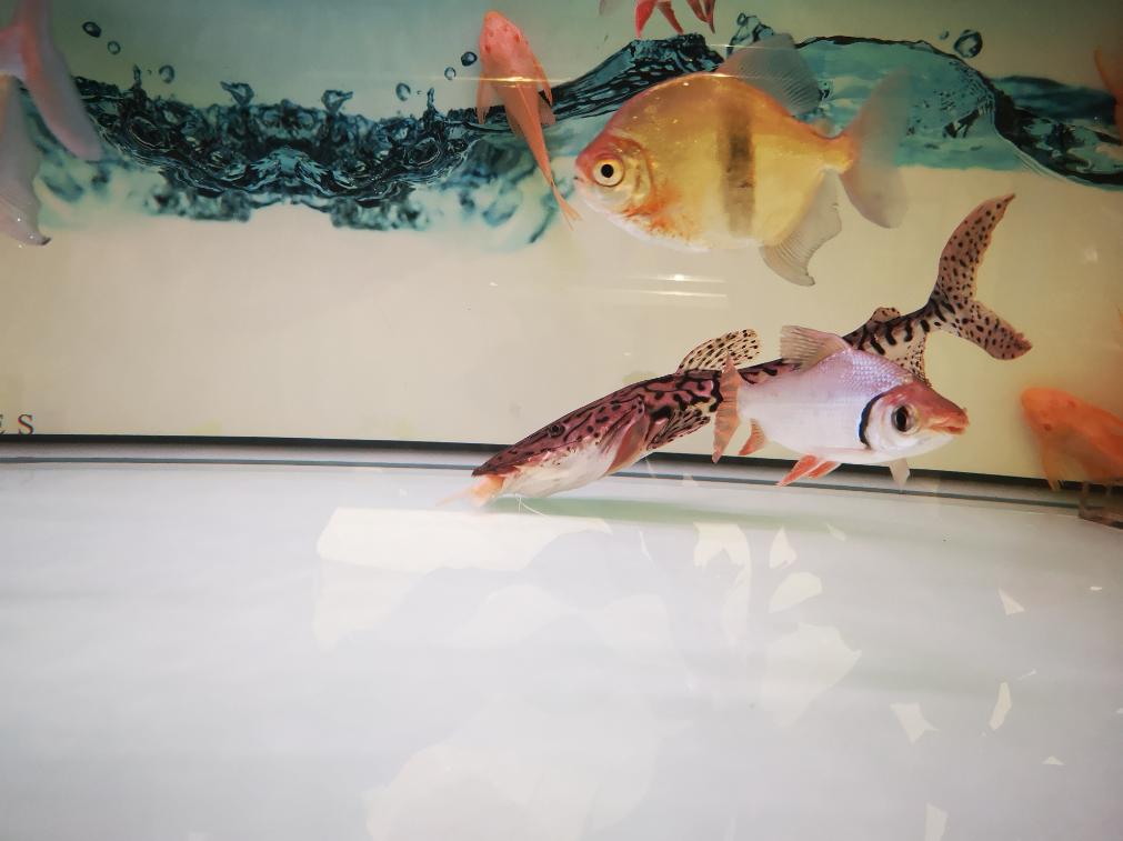 观赏鱼净水剂对鱼有没有危害,水质清澈剂对观赏鱼有没有影响