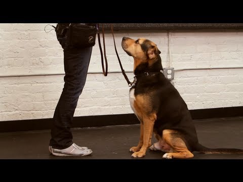 被宠坏的狗狗的表现,防止狗狗生气咬人的办法