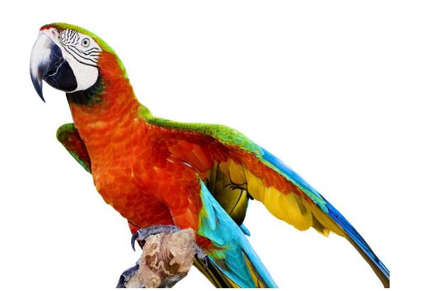 有模仿能力的鸟有哪些,一种鸟模仿70多种声音