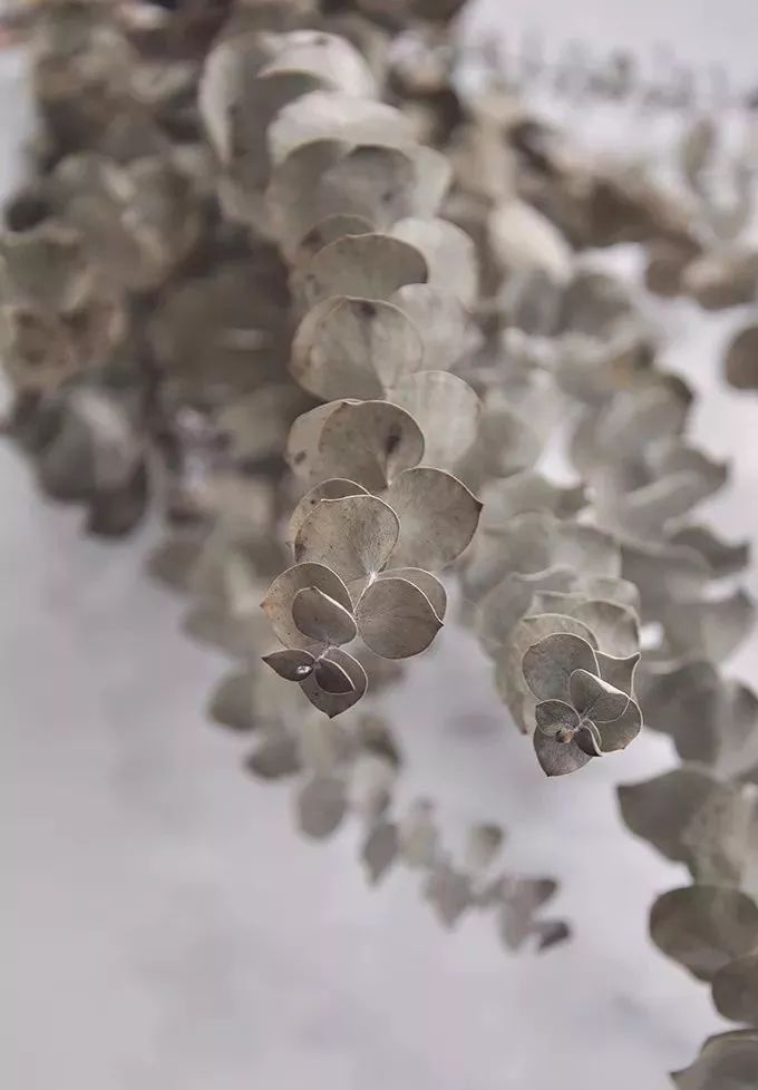 鲜花和干花的不同美感,有哪些花可以制作干花