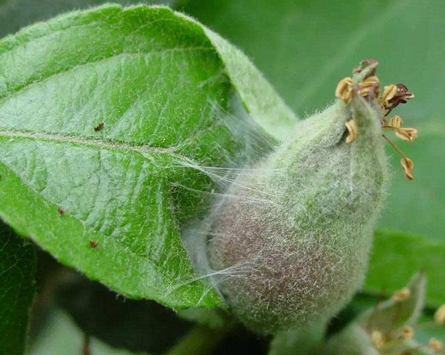 苹果小卷蛾用什么杀虫剂,苹果树卷叶病用什么药