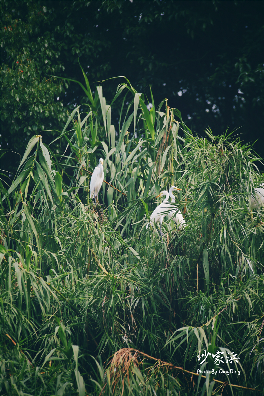 苏州红色革命旅游景点图片,苏州红色革命景点介绍视频