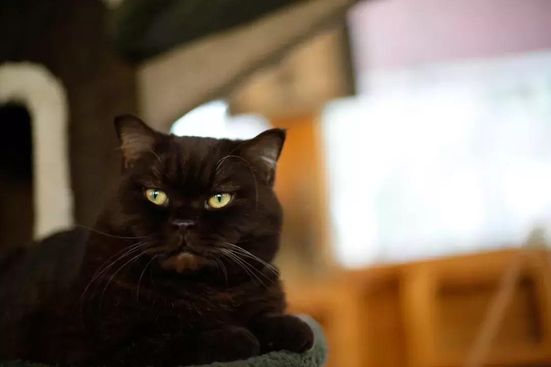 年纪大了老忘事语言表达也不利索,年龄大了忘事怎么办视频