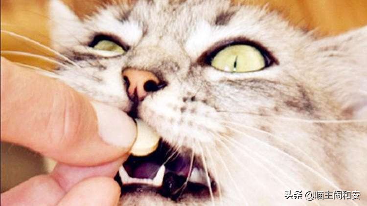 猫咪自发性膀胱炎如何预防,猫咪为什么会有自发性膀胱炎