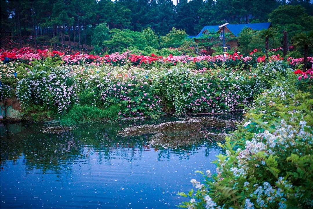 南京溧水千亩玫瑰,南京玫瑰园千亩花海迎来盛花期