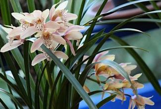 兰花介壳虫什么原因,兰花介壳虫的治疗