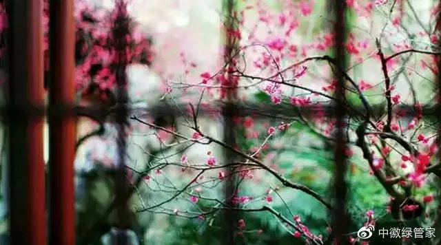 中徽绿化园林,中式园林的四季之美