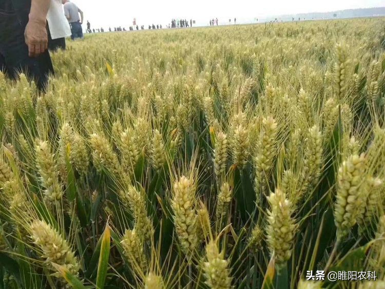 小麦品种强筋,最新强筋小麦种植