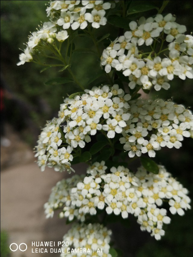 洛阳到华山一日游,洛阳到华山自驾游攻略