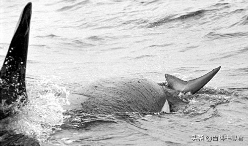 鲨鱼为什么不吃海豚的真实原因,鲨鱼为啥不吃海豚