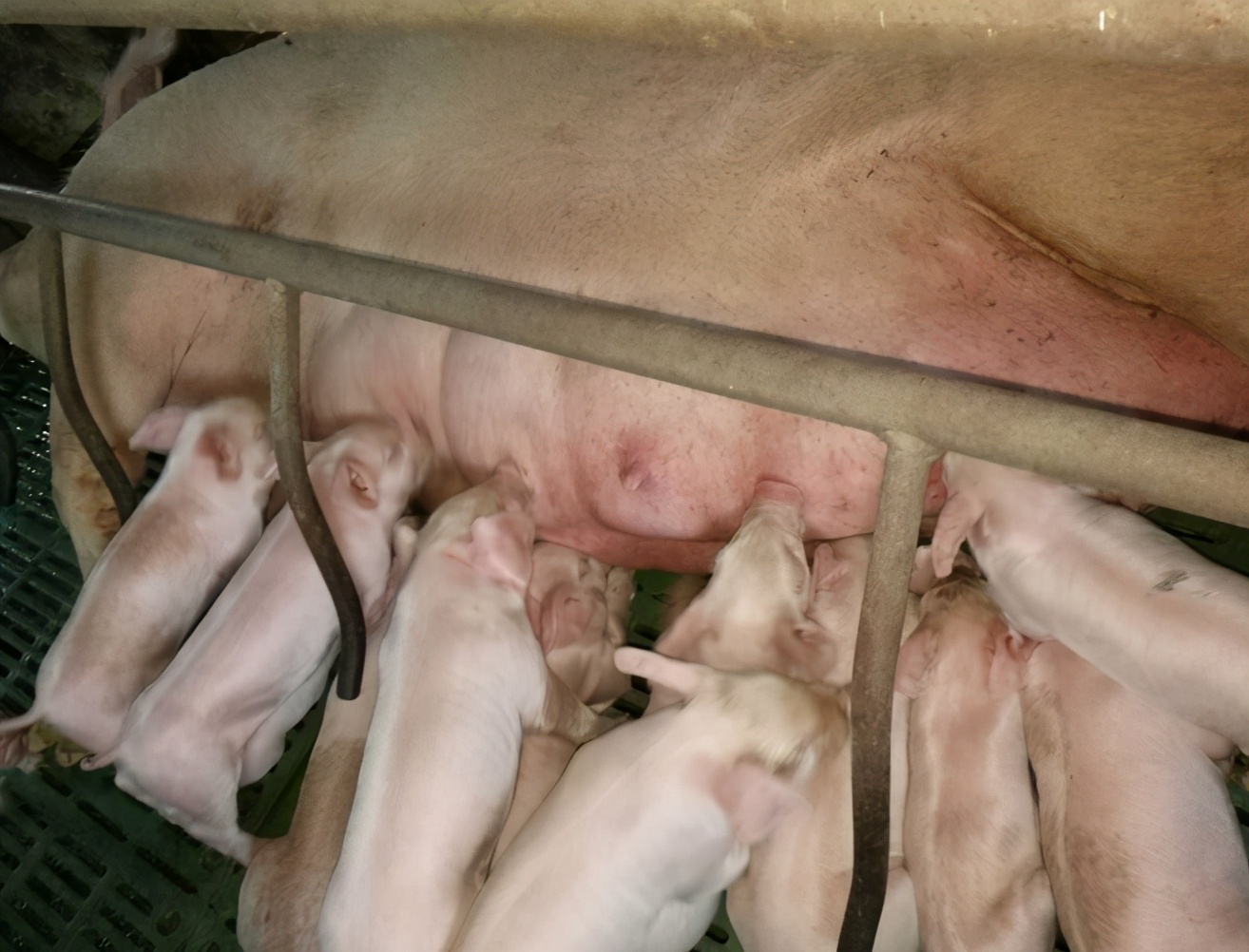 母猪产后奶水不足增奶办法都有哪些？母猪产后奶水不足怎么办？