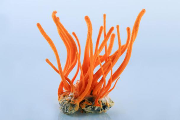 贵州虫草真虫草和伪虫草区别,西藏虫草跟青海虫草四川虫草辨别