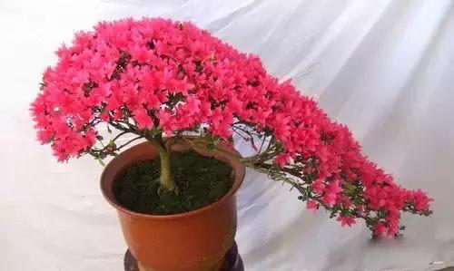 献给那些养花每次都养死的人文案,一直养死花但从未放弃养花