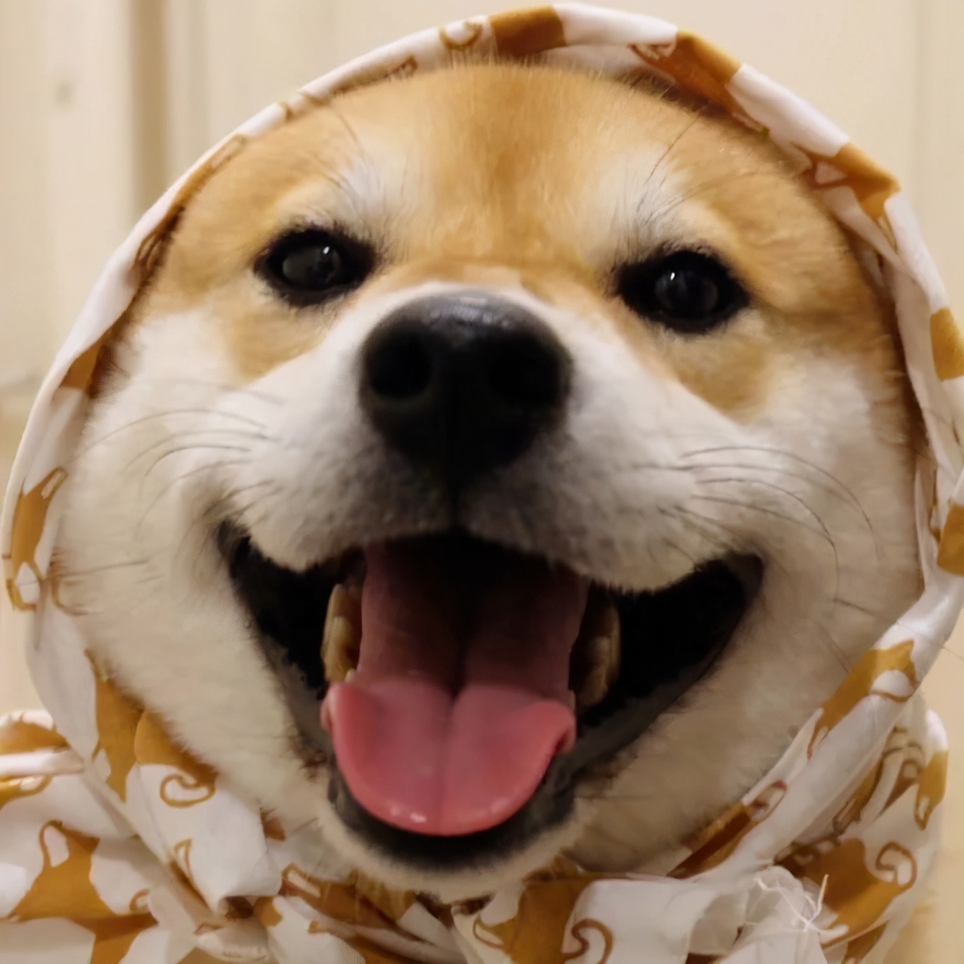 狗狗智商有多可怕,狗狗的智商有多高已经成精了