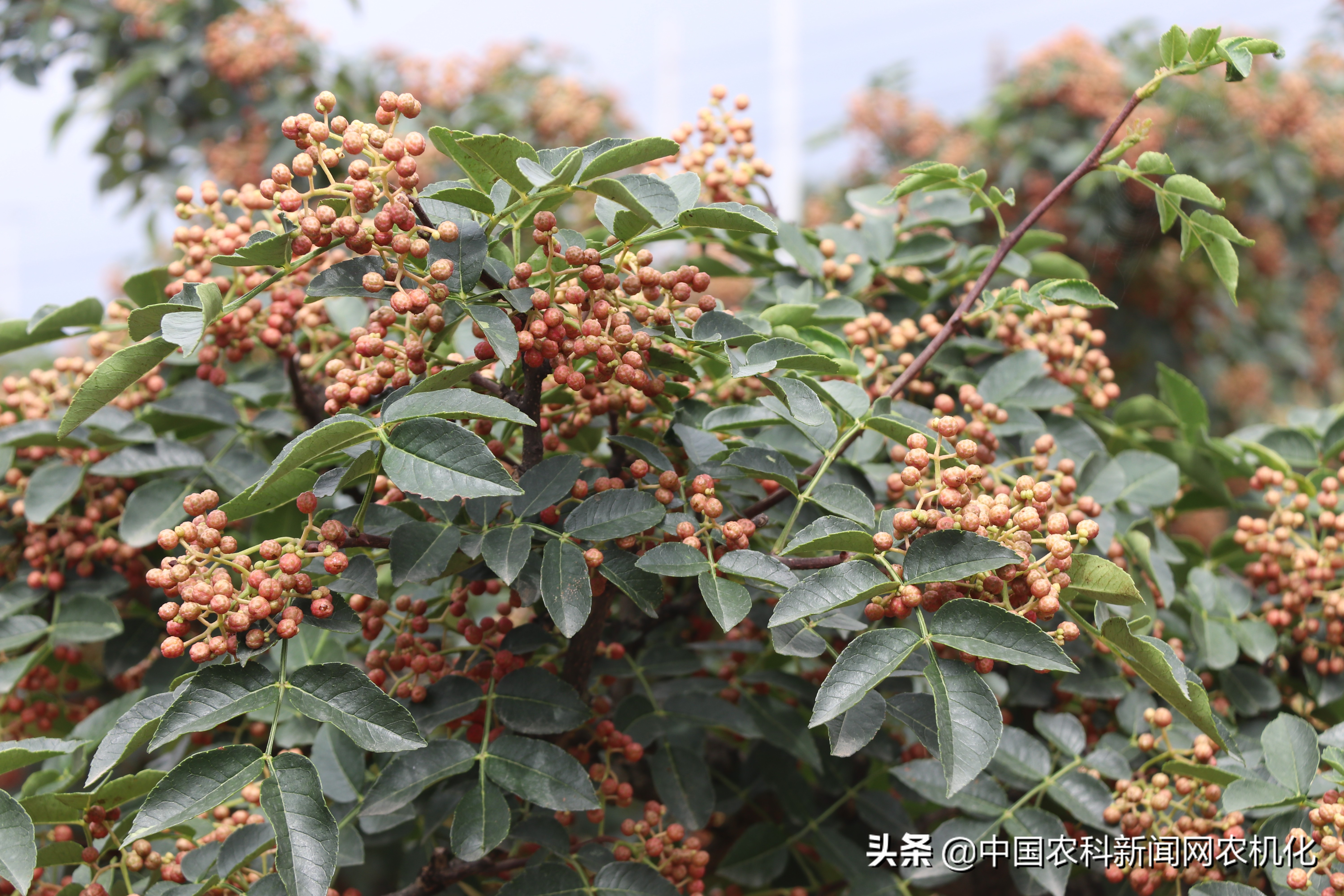 摘花椒的技术视频,花椒采摘时是直接采摘还是剪枝