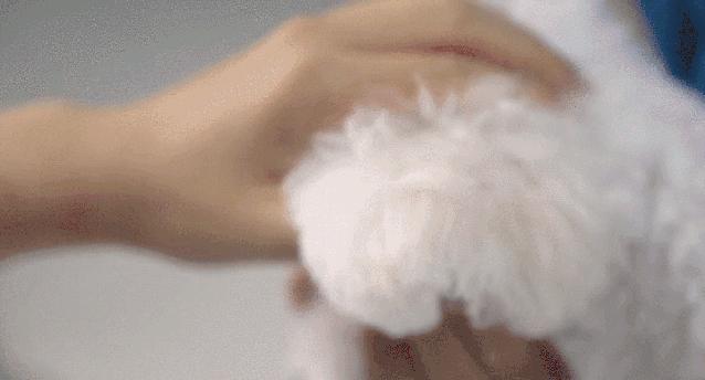 彻底根除耳螨的方法,除螨经验分享