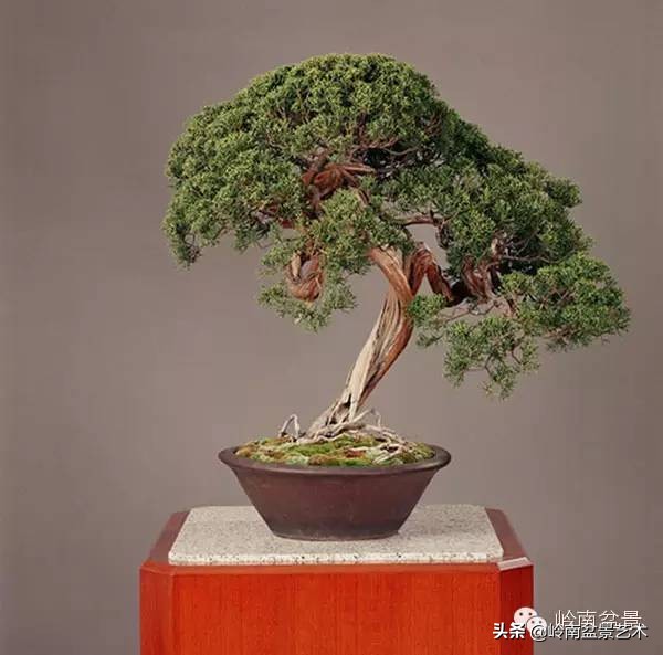 庭院树石盆景 (日式石头盆景布局)