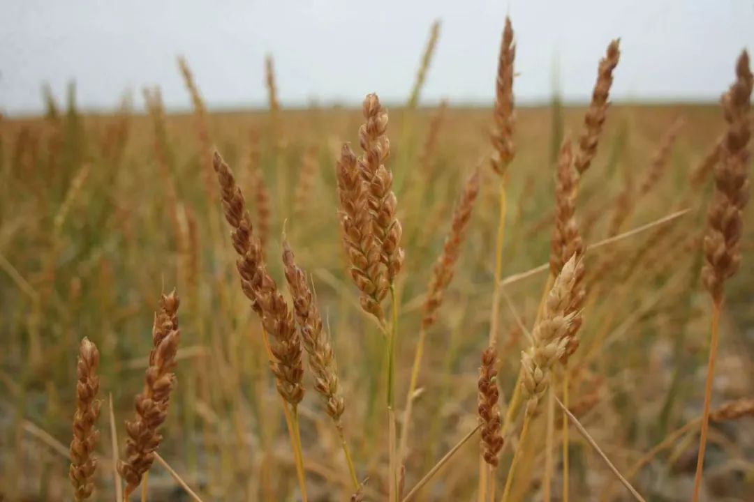 崔国栋古浪,古浪崔国栋猜谜语