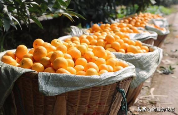 家中盆栽柑橘不结果,什么肥可以让柑橘树枝繁叶茂