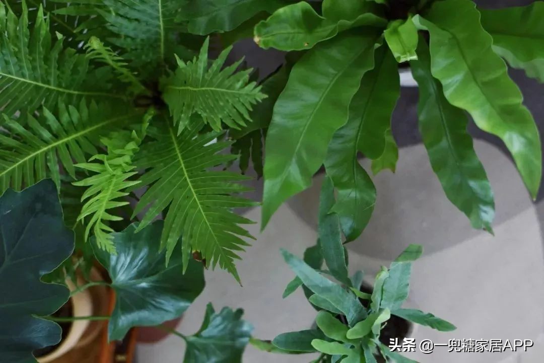 春天花会开|这20家植物淘宝店，植物杀手看了也想买！