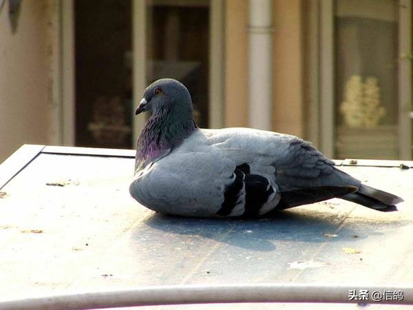 鸽子常见的病防治,鸽子有哪几种常见疾病