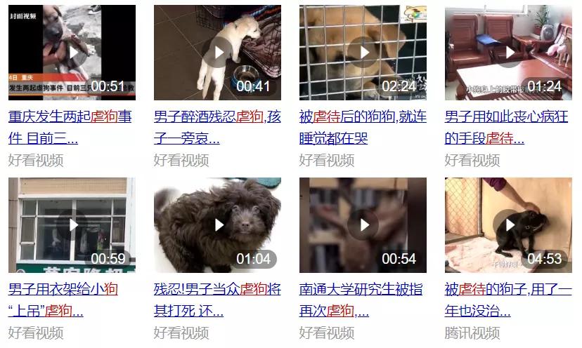 大学生杀死流浪猫,大学生杀流浪猫