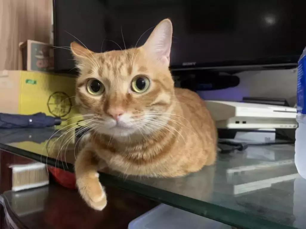 agmx3手机怎样,agmx3性能