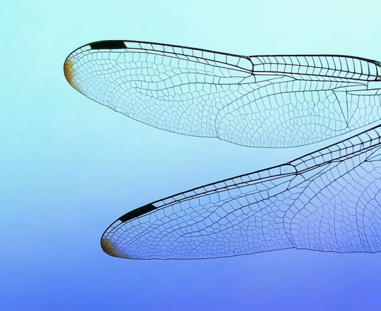 蜻蜓为什么捕猎成功率100%,蜻蜓是最厉害的昆虫吗