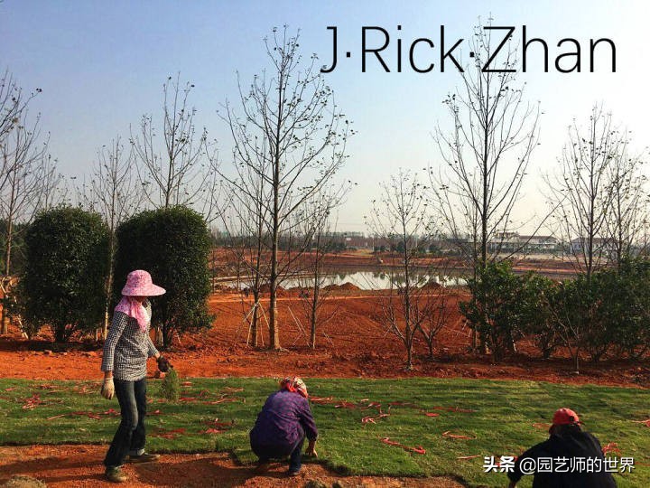 怎么种植草坪不长杂草,如何养好草坪