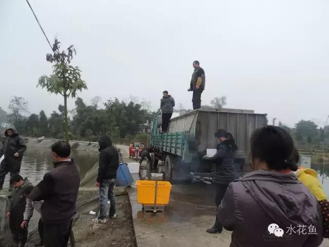 鱼苗投放鱼塘出现死亡怎么办,新进鲫鱼苗下塘大量死亡如何补救